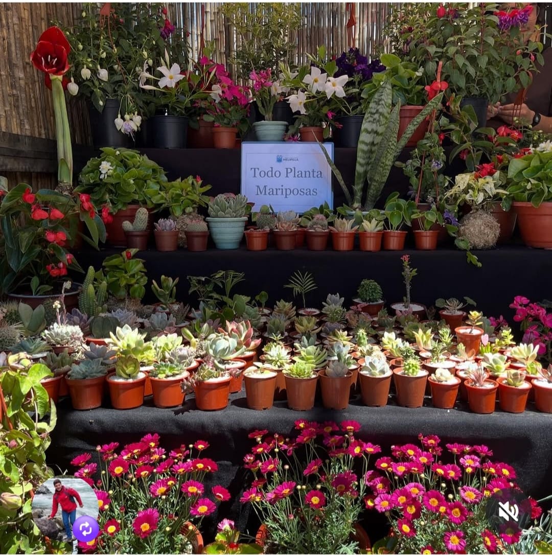 Todoplantas Mariposa