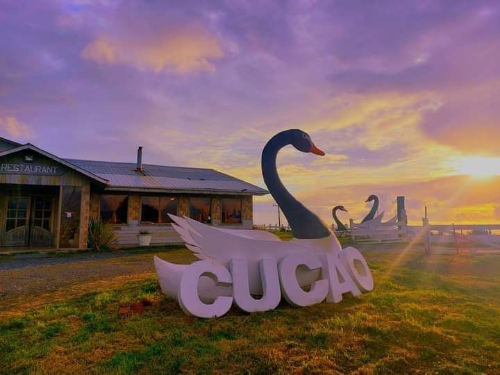 Los cisnes de Cucao