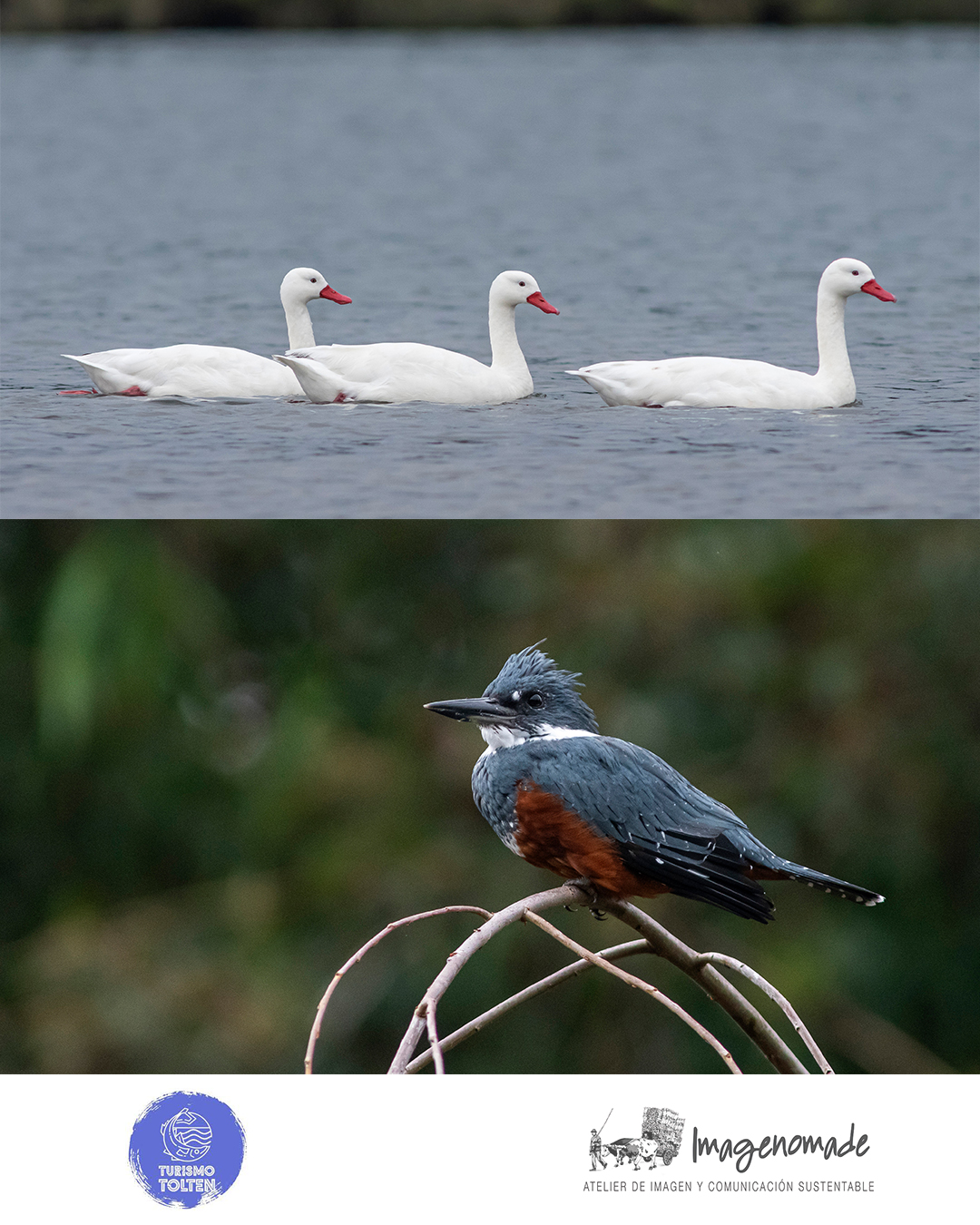 Turismo Toltén