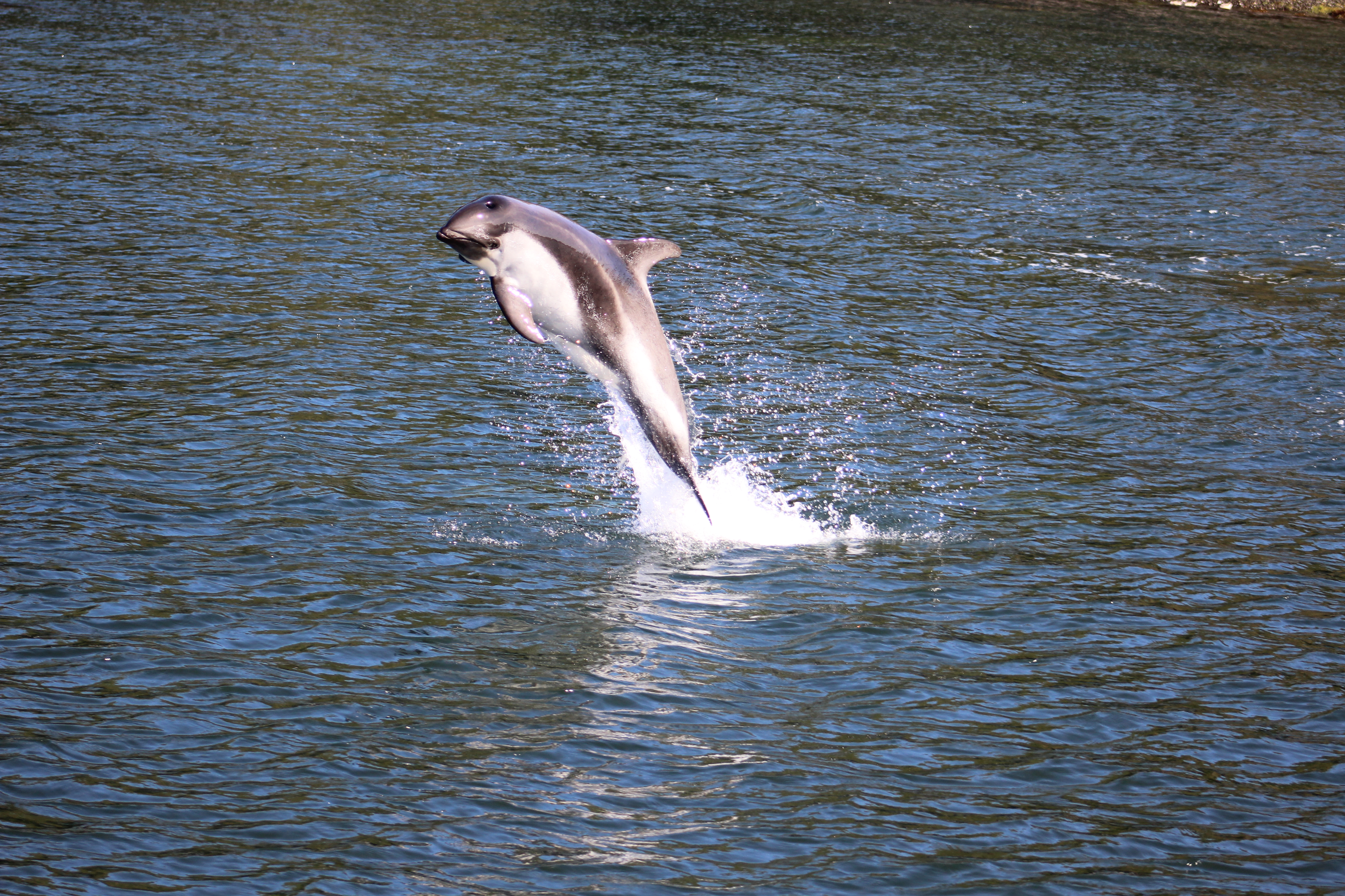 QUILUN ECOTURISMO MARINO
