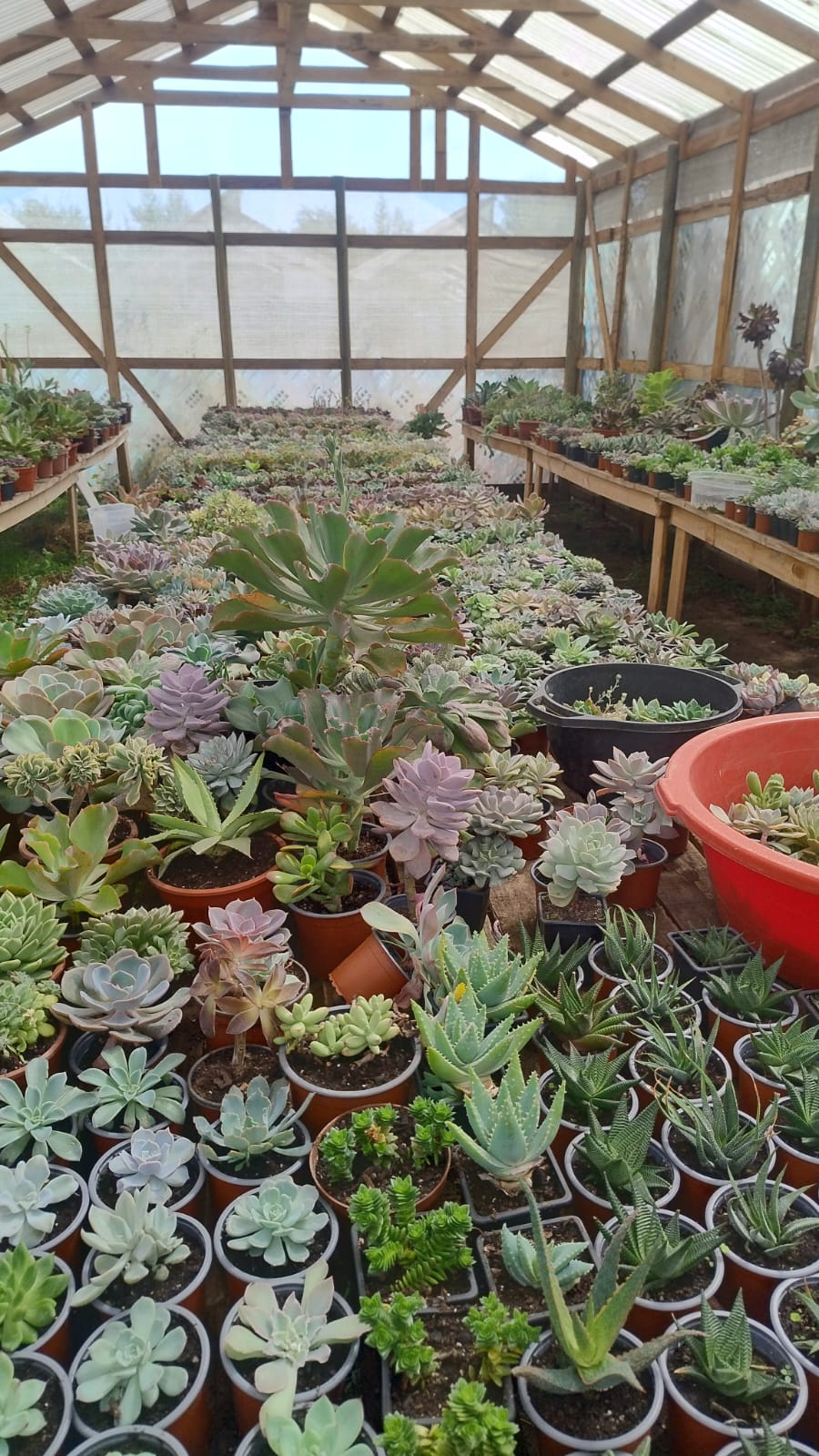 Vivero  vida y espinas