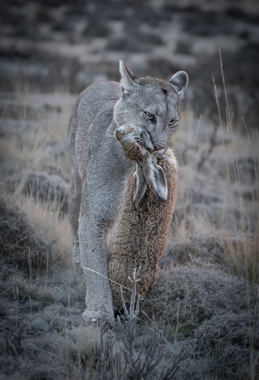 WildTrackers
